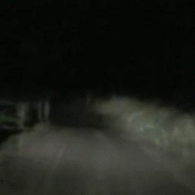 1 dogman most dangerous