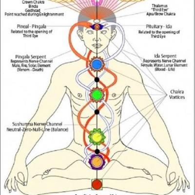 16 chakras position du lotus