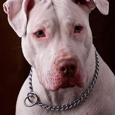 2018 white pitbull
