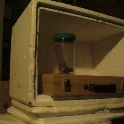 21 p1020069la cigale