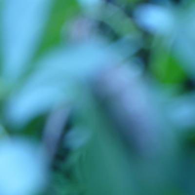 23 p1020067la cigale