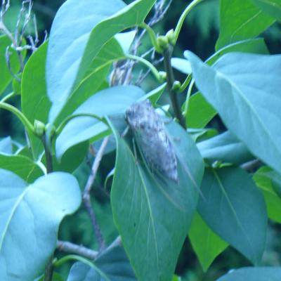 24 p1020068la cigale