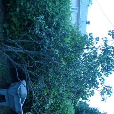 26 p1020065la cigale