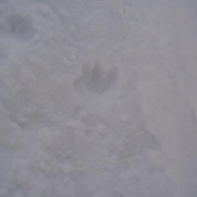 Bigfootgriffeauxpieds