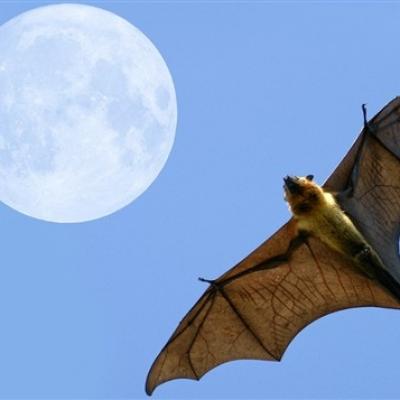 Chauve souris sn635