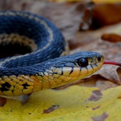 Couleuvre jarretiere 2017