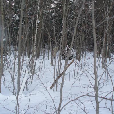 Dbranchestrempeesderougesensadirection