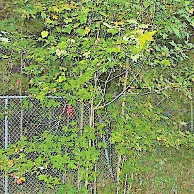 Mission 1 2 4 masque theatre1