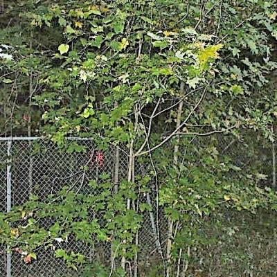 Mission 1 2 4 masque theatre2