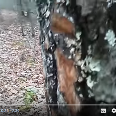 Oarbre sauvagement arrache a