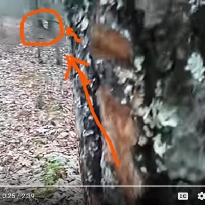 Oarbre sauvagement arrache b