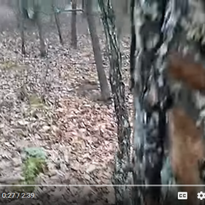 Oarbre sauvagement arrache c