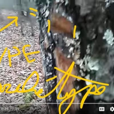 Oarbre sauvagement arrache d