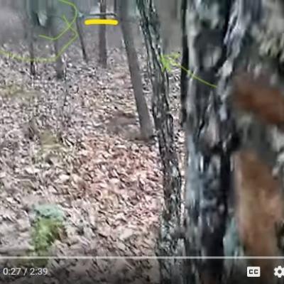 Oarbre sauvagement arrache e