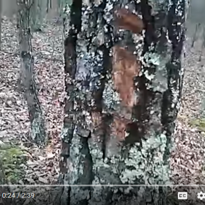 Oarbre sauvagement arrache