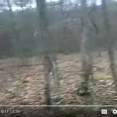 Owl camp fire ihabitat du monstre