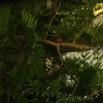 P1010334dojo yannick