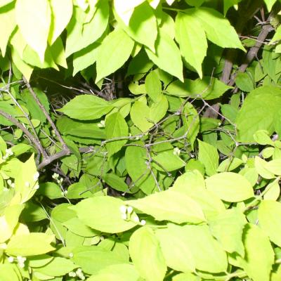 P1030268musee de la photographie