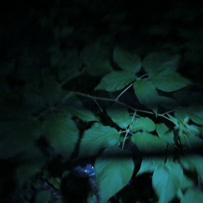 Smoloch prise 4e rat cryptique magnetique 1 