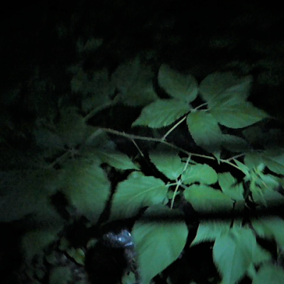 Smoloch prise 4f rat cryptique magnetique 2 