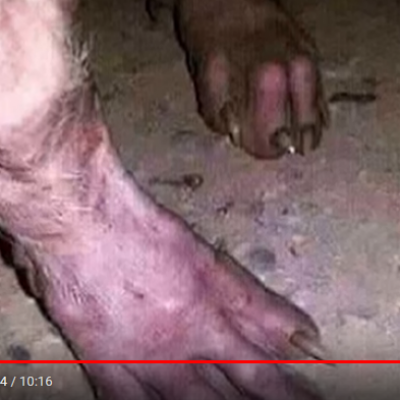 Ztrail camera photos