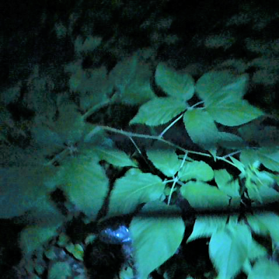 Moloch prise 4g rat cryptique magnetique